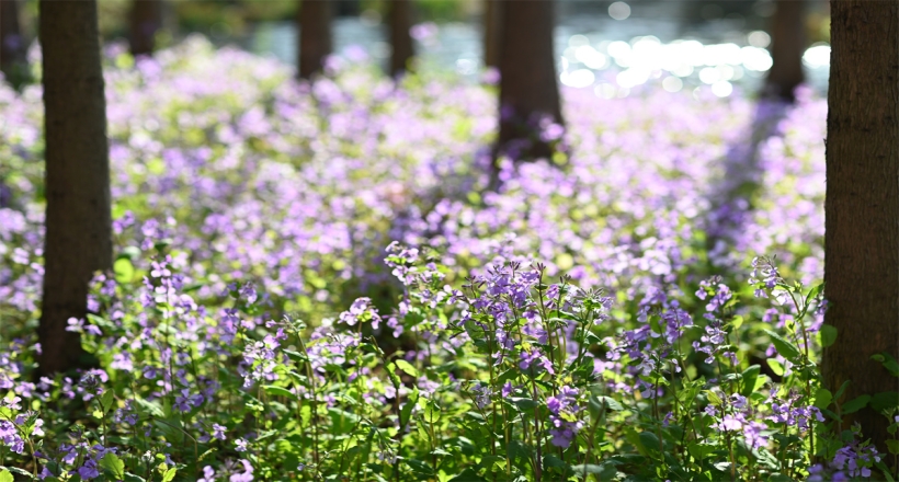 漫游杉林溪畔 二月蘭的春日邀約 | 湖熟秘境露營(yíng)基地出片率100%